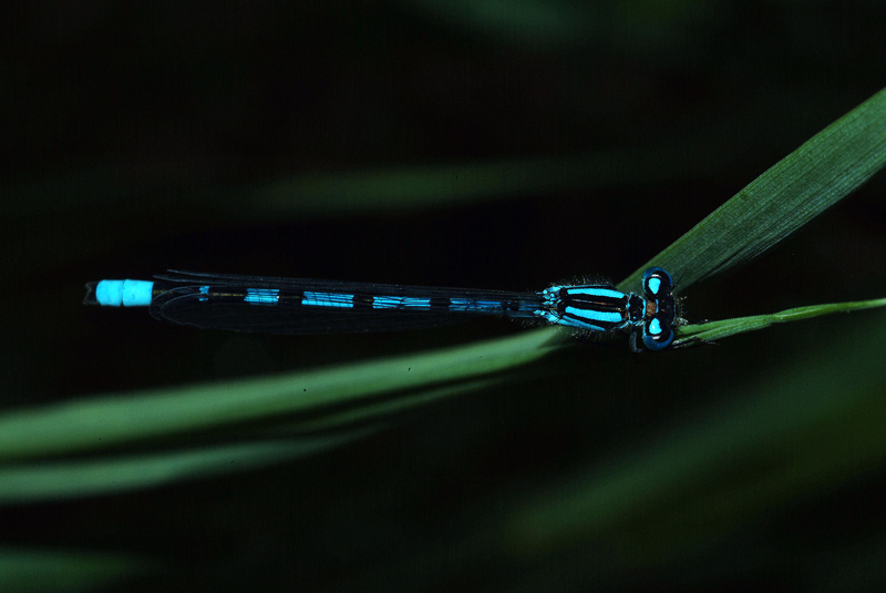 Libellula di Ortanella (LC)